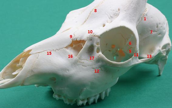 6: Rostrolateraal aanzicht reebokschedel (M47) waarbij de volgende schedelnaden zijn aangeduid: 1. Sutura coronalis 5. Sutura sphenosquamosa 6. Sutura sphenoparietalis 7. Sutura squamosa 8.