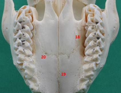 10: Ventraal aanzicht van het palataal gebied van een reebokschedel (M47). De volgende schedelnaden zijn aangeduid: 18.