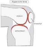 De knie Hoe werkt de gezonde knie? Het kniegewricht is een scharniergewricht welke bestaat uit het scheenbeen, het dijbeen en de knieschijf (figuur 1).