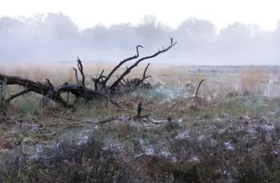 In de poel rechts zit het vol met kwakende poelkikkers en er vliegen