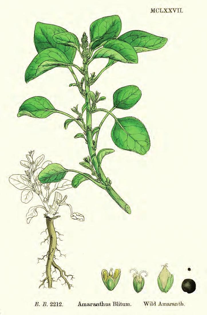 Afb. 7-16 Botanische tekening van kleine majer. 7.3.2.4.2. Pollen Potstal C23-27, structuur 25 (1375-1600). In 7.3.2.4.1 is al gemeld dat het pollenmonster met vnr 23-27-4 vooral de pollenneerslag uit de omgeving laat zien.