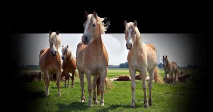 In plaats van koeien om te melken, staan er Haflinger paarden in de stal. Paardenmelk is heel gezond Bovendien kan er veel van gemaakt worden.