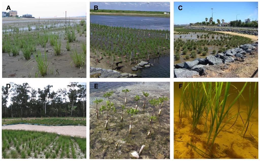 Silliman et al, PNAS,