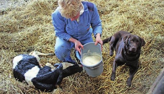 Ik heb eerst een half jaar de lerarenopleiding gedaan, misschien komt het daardoor, geeft Karin als mogelĳke verklaring. Intussen bereidt ze een volgende klus voor: jongvee meten.