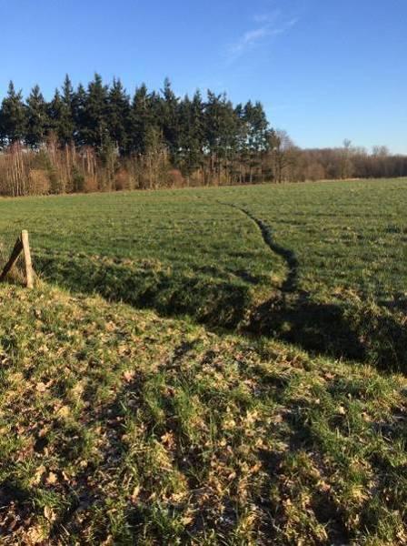 In de omgeving van de afgegraven dassenburcht in Den Bogert kwam de das regelmatig terug en probeerde een nieuwe burcht te bouwen.