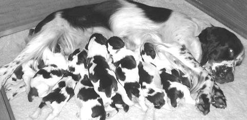 Wiskundige Geletterdheid/V1 11 DBE/November 2012 VRAAG 4 4.1 Lunje se hond het geboorte geskenk aan 9 kleintjies (6 mannetjies en 3 wyfies).