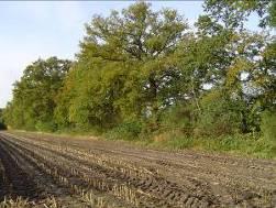 Bossingel Bossingel Algemene eisen ten aanzien van inrichting en beheer Het element is tenminste 25 meter lang en is tenminste 2 meter en ten hoogste 20 meter breed; Bij versnipperen van het takhout