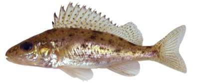 - Singels Stedebuurt te Almere - POS (Gymnocephalus cernuus) Leefomgeving De pos is een algemene vissoort in ons land die in veel wateren voorkomt.
