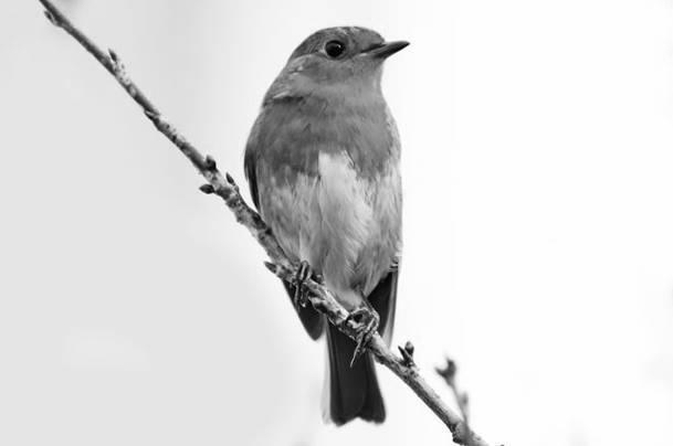 Vogels kijken dicht bij huis Als bewoner van Hanevoet loop ik regelmatig langs de Dommel. Zo dicht bij de natuur te wonen is een unicum.