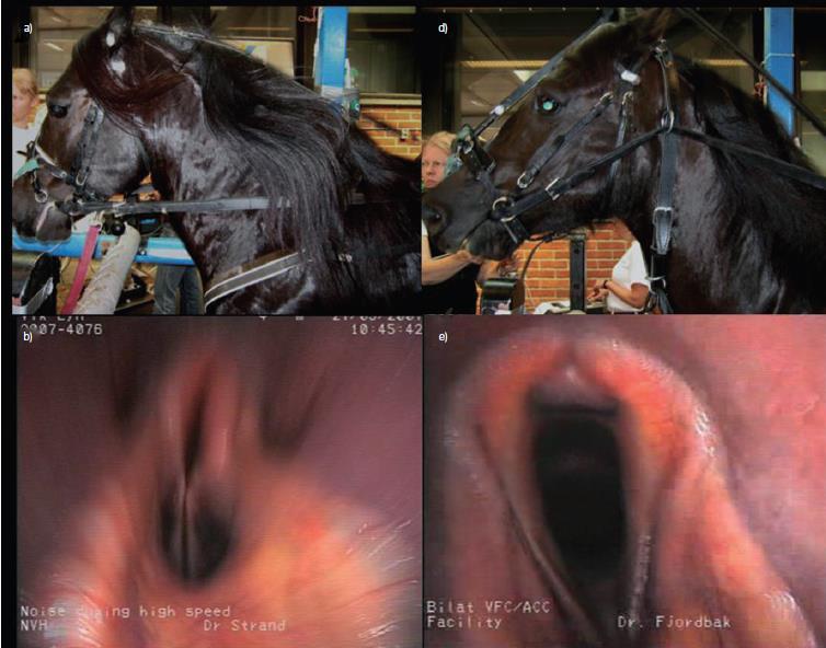 Afbeelding 19: Hoofdpositie en endoscopisch beeld bij paarden met DLC op de loopband met spanning op de teugels. A. Conventionele check.