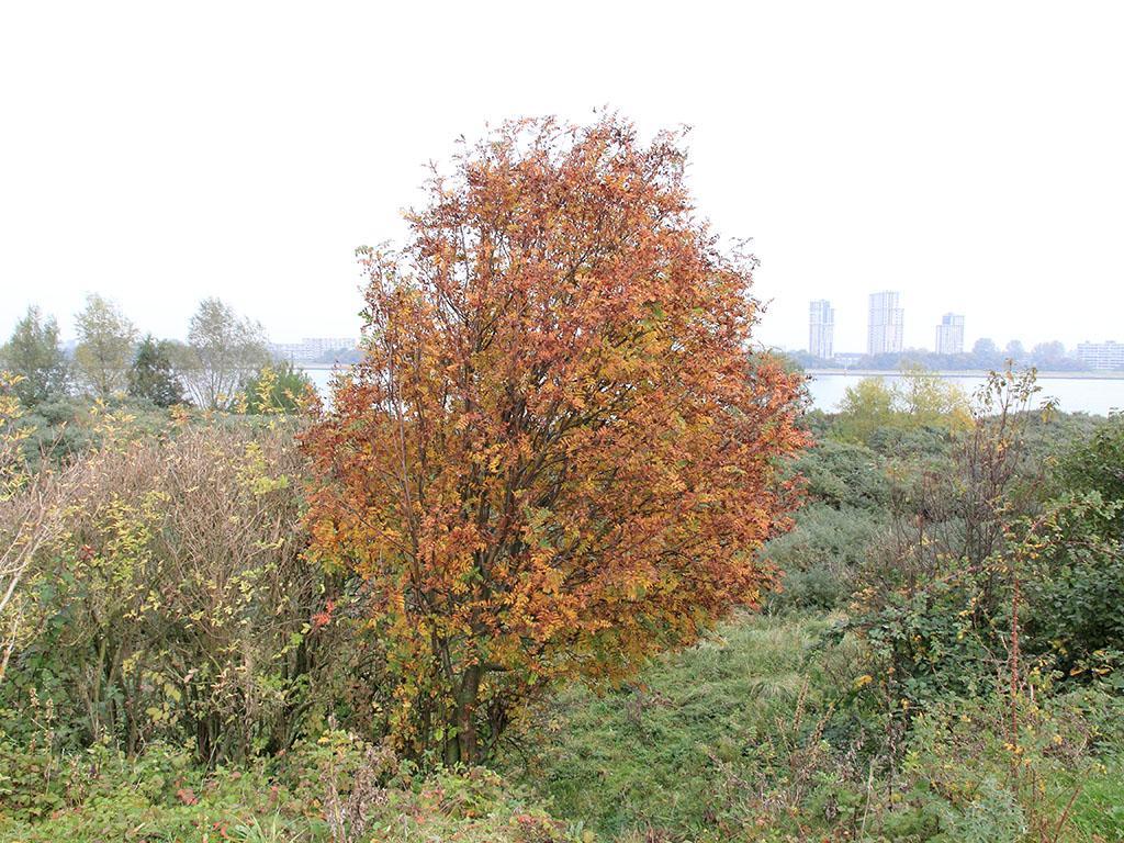 2.4 Locatie D Foto 10. Op de helling van locatie D groeien in de beschutting van bramen en duindoorns steeds meer bomen en struiken uit tot flinke proporties, zoals deze lijsterbes op de foto.