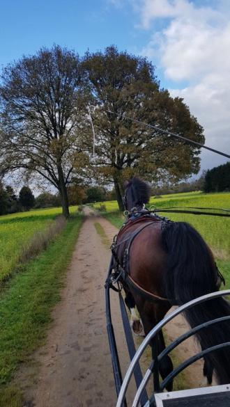 - 15 - Snertrit Op zaterdag 11 november was het zover. Stal Vos deed met drie paarden en een pony mee aan de snertrit.