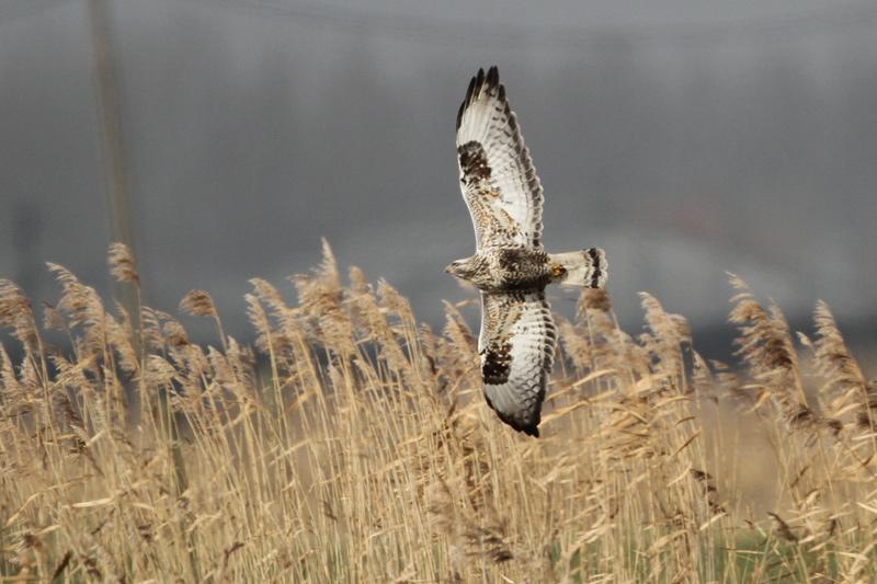 Tijdens het telweekend noteerden de vaste tellers 7 ex, verspreid over volgende gebieden: 1 ex in het Zwin, 2 imm in de Uitkerkse Polder, 2 ex in de Damse Polder, 1 ex te Houtave