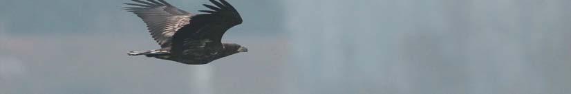 In de vroege namiddag merkte Filip Vanhee dezelfde vogel op aan het Pompje van Oudenburg waar hij enkele weken zou vertoeven
