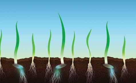 GAZON MENGSELS SPORTVELD MENGSELS De coatingslaag ProNitro bevat het element stikstof welke een graskiemplant hard nodig heeft voor een snelle groeistart.