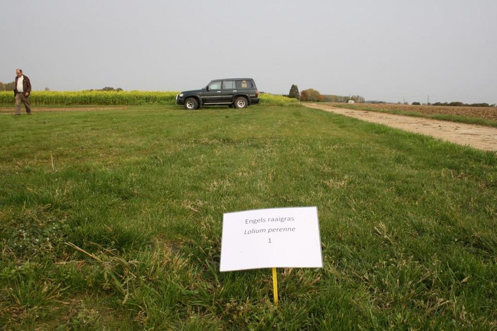 Demonstratie: zuivere grassoorten Engels raaigras (Lolium perenne) - heel snelle