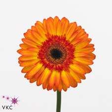 1 2 3 Vrolijkste bloem Gerbera: 17% Narcis: 13% Tulp: 11% Minst geschikt om weg te geven Chrysant: 26% Tulp: