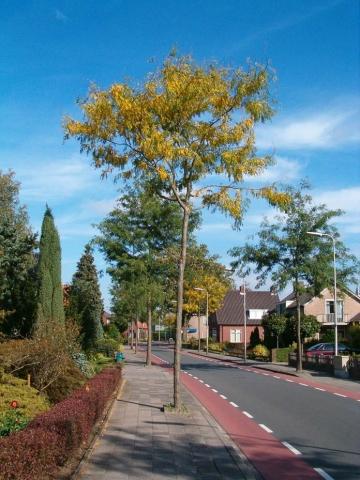 de lengte van de tak. Denk aan een ringsleutel, waar je een buis op zet. Door de buis kun je veel meer kracht op de moer zetten. We noemen dit in de natuurkunde moment.