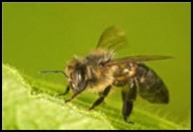 Insectenbeten. Bijensteek. (Naar) PHV als: < 3 jaar en meerdere steken.
