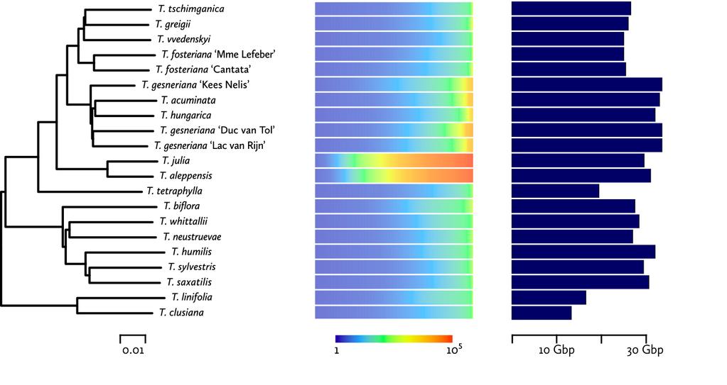 Repeats in tulip genomes Alignment-free