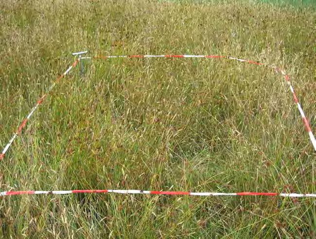 De plaglocaties (min. 15 cm plaggen) zijn zeer vergelijkbaar en verschillen eigenlijk alleen in de hogere bedekking van Pitrus. Verruigde vegetatie met Pitrus in de Schapenwei. Foto: Hans Inberg 3.11.