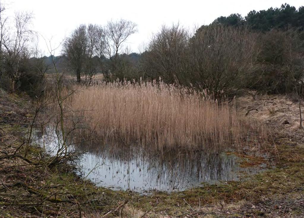 Foto grotendeels verlande poel In Poelen (40 opnamen) zijn de volgende opnamegroepen onderscheiden: r: