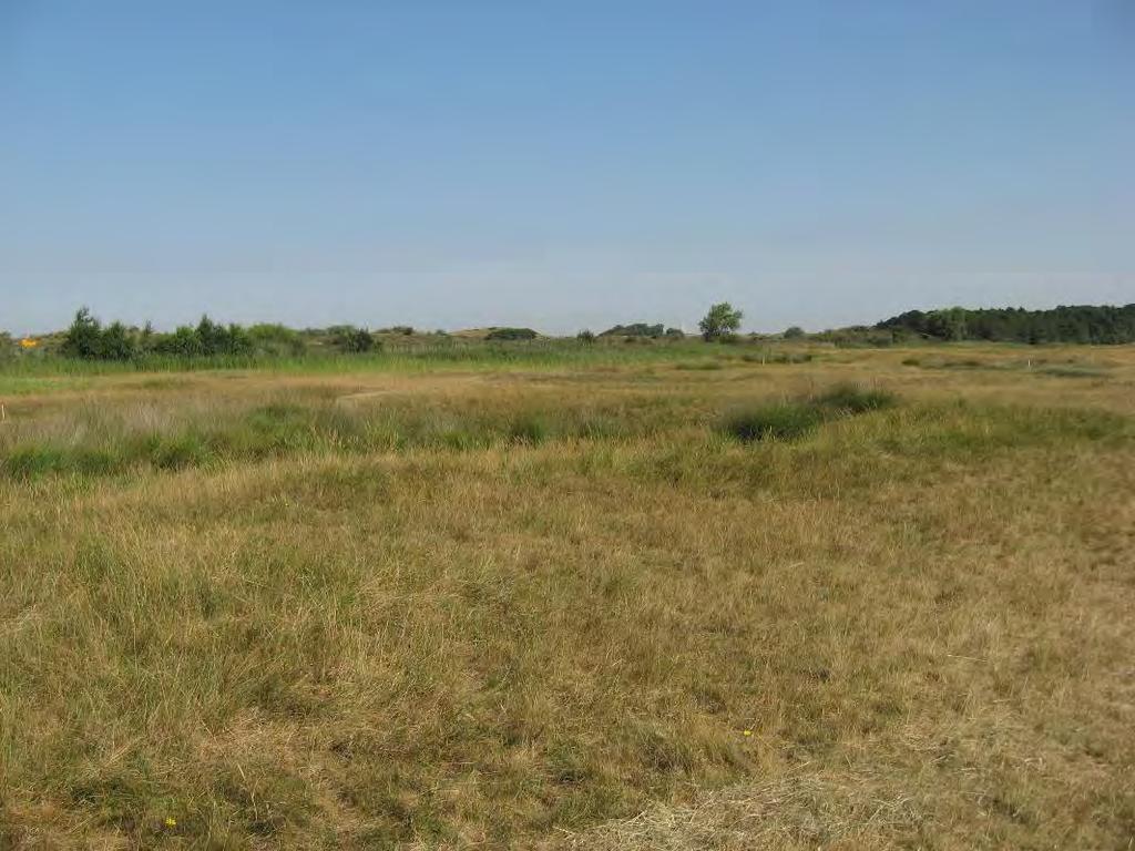 Op het Groot Zwarteveld (60 opnamen) zijn de volgende opnamegroepen onderscheiden: m: te maaien droog, zuur vervilt Duingrasland (H2130B); 10 opnames; p2: 2 cm te plaggen vervilt/verzuurd Heischraal