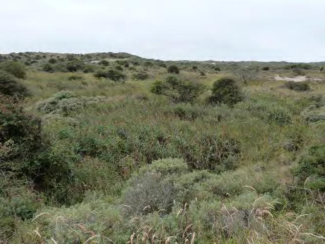 Ook in de referenties voor heischrale graslanden (r3) is Zeegroene zegge talrijk.