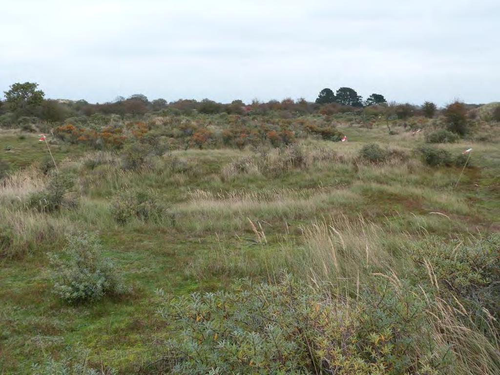 In Middenduinen Centraal (79 opnamen) zijn de volgende opnamegroepen onderscheiden: ggd+p: gesloten grijze duinen met prunus; 15 opnames; odd+p: open duindoornstruweel met prunus; 17 opnames; ddd+p: