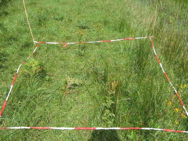 3.10.2 Beschrijving van de vegetatie De referentieopnamen kenmerken zich door een groot aantal soorten van matig voedselrijke of voedselrijke moerassige graslanden, zoals Riet, Watermunt, Blauw