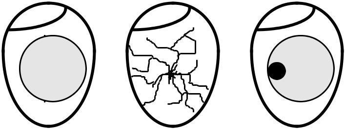 14.2 Verzamel zo veel informatie mogelijk over de uitkomstresultaten, om het mogelijk te maken het probleem in het detail te kunnen analyseren. Leg alle data vast m.b.t. het plaatsen van de eieren, de instellingen van de broedmachine, de uitkomstdata, de gewichtsverliezen van de eieren en het aantal en de conditie van de kuikens.