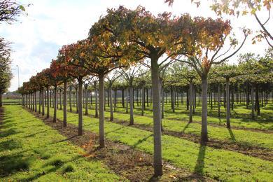 Betrokken partners Leverancier - Boomkwekerij Ebben Duurzaamheid in beplanting Bomen - Kies een kwaliteitsboom