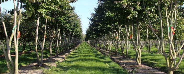 potentie heeft om oud te worden - Geef de boom een standplaats waarbij deze, ondergronds en bovengronds,