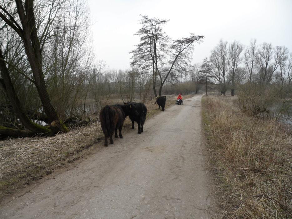 Ik sta me nog af te vragen of ik niet beter dat regenjack uit kan trekken Bij Kekerdom gaat eindelijk de weg over in normale fietsweg richting