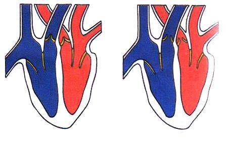 C vervoeren van voedingsstoffen. D zorgen voor de bloedstolling. 5 De tekeningen geven de fasen van de hartslag bij de mens schematisch weer.