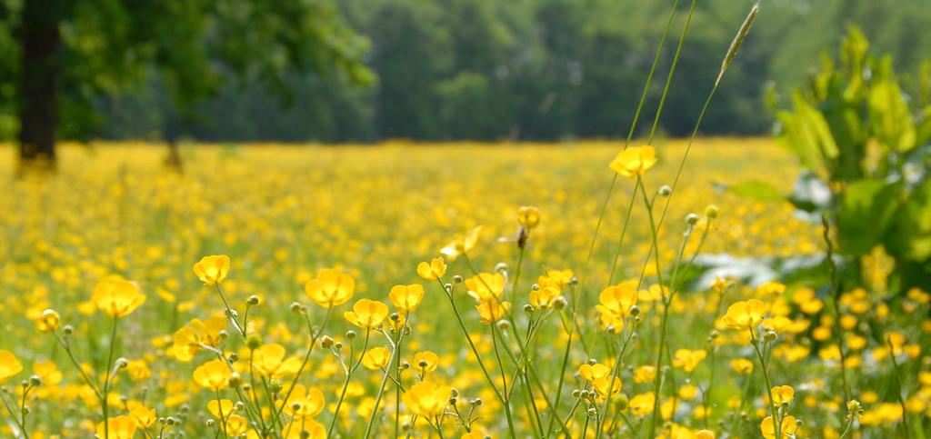 Agrarisch natuur- en landschapsbeheer Voor de monitoring van het agrarisch natuurbeheer wordt in de loop van 2015 een systematiek ontwikkeld.