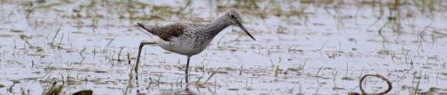 Hoogwaterpeil Een verhoging van het waterpeil is belangrijk voor weidevogels omdat het gras minder snel groeit doordat de bodem natter en kouder is. Dit is voor de kuikens van weidevogels belangrijk.