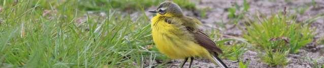 Beheer Het werkgebied van de ANV Lopikerwaard wordt onderverdeeld in zogenaamde leefgebieden: Open grasland: weidevogelbeheer Droge dooradering: landschapselementen Water: sloot(kant) beheer Open