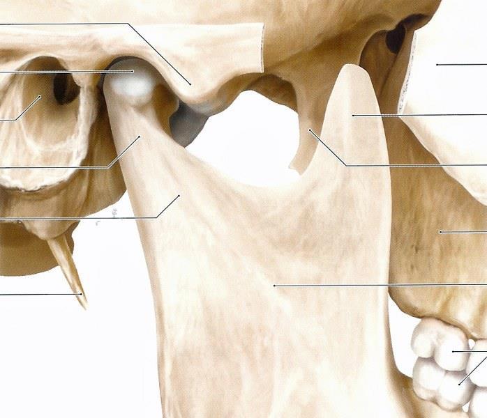 gedeelte: mandibula