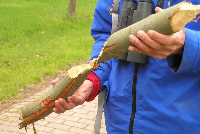 poel of vaart te nemen, waren zo gevonden. En er waren diverse houtsplinters en omgeknaagde stammetjes.