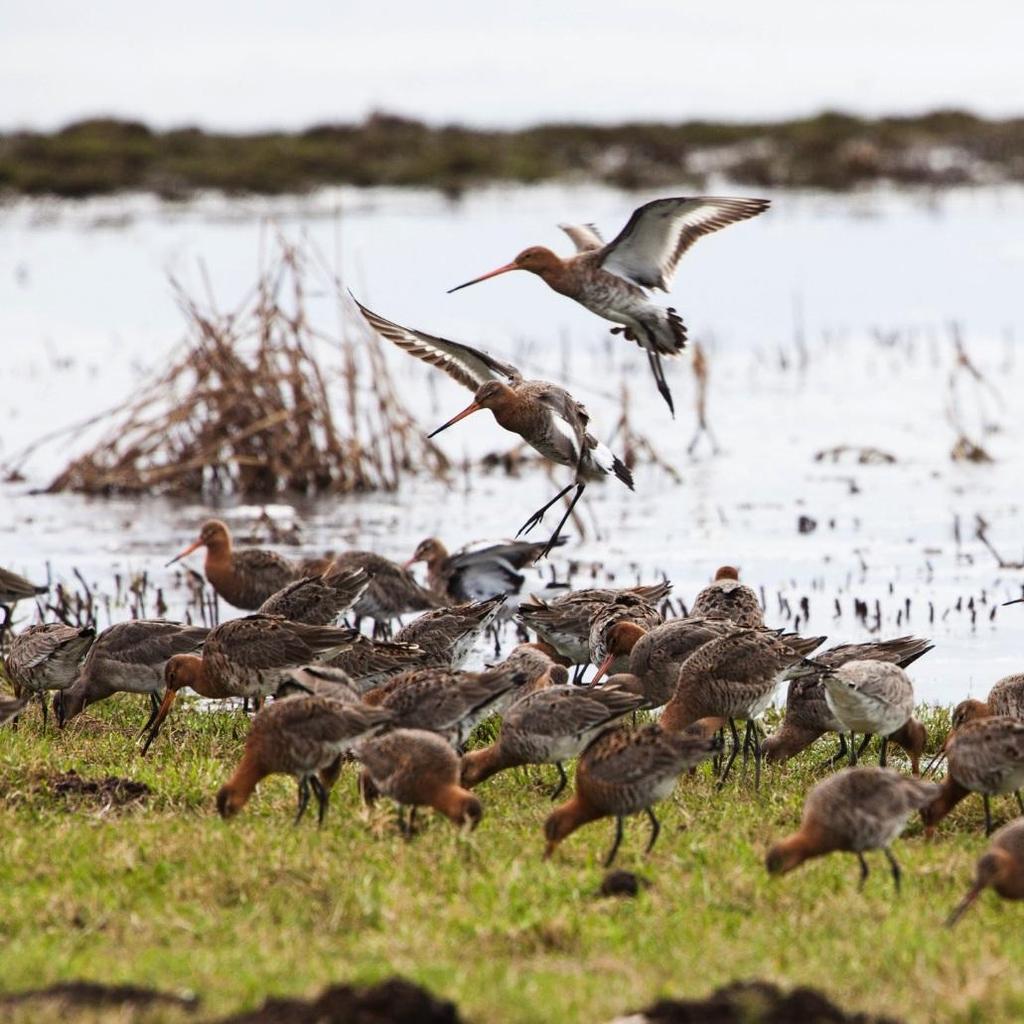 WAARNEMEN Wat doet die vogel daar!