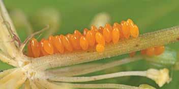 De kleuren en het aantal stippen zijn zeer variabel. De meest voorkomende is de 19-stippelige vorm: zwarte stippen op een oranje ondergrond. De variëteit heet succinea.