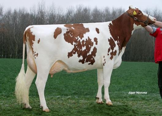 Zijn pinkenstier status in combinatie met de prijs maken van hem een interessante stier.