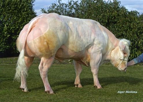 De gebruikskruisingsstier bij uitstek UGO. Gebruikskruising stier UGO van Boszicht stijgt wederom op het kenmerk geboorte gemak.