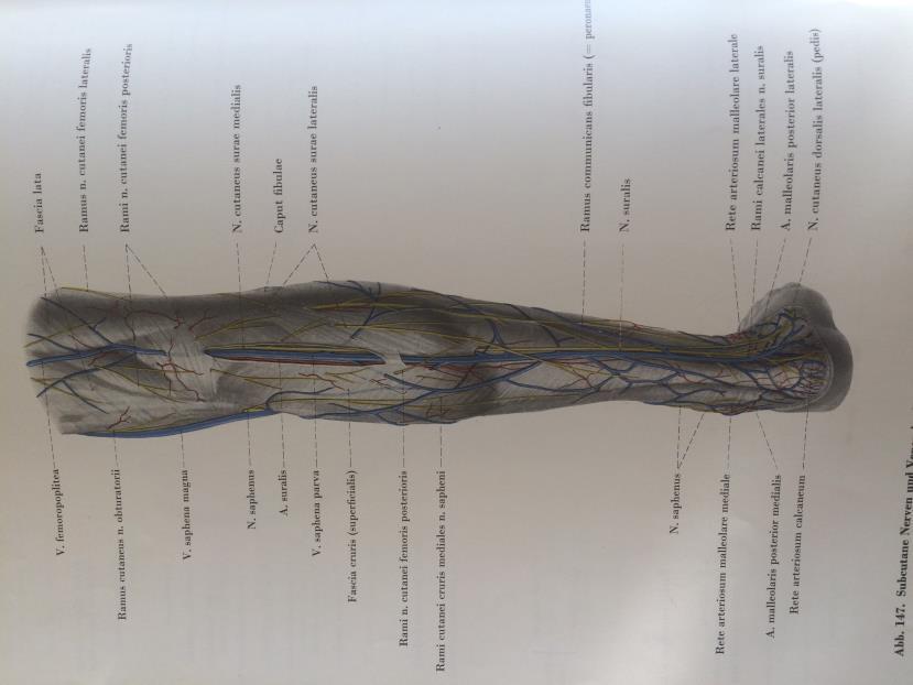 Anatomie Veneuze