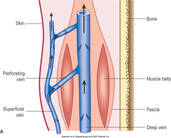 Anatomie veneuze