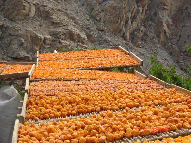 2. Oogst De gedroogde abrikozen afkomstig uit het Karakoramgebergte staan wereldwijd bekend om hun unieke, uitgesproken smaak.