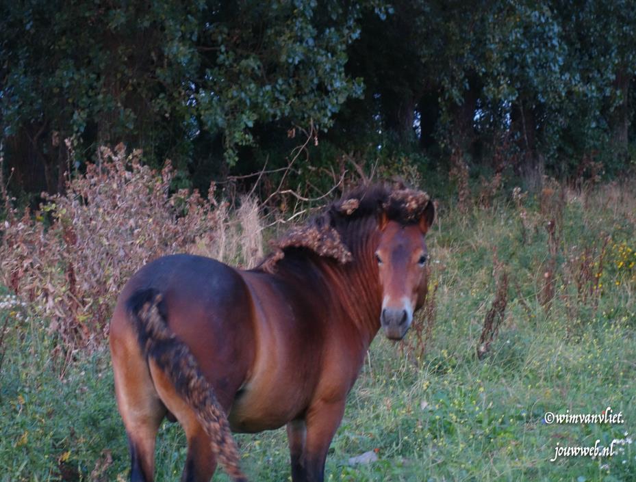 s, dat lijkt storend maar de dieren hebben er geen last van.