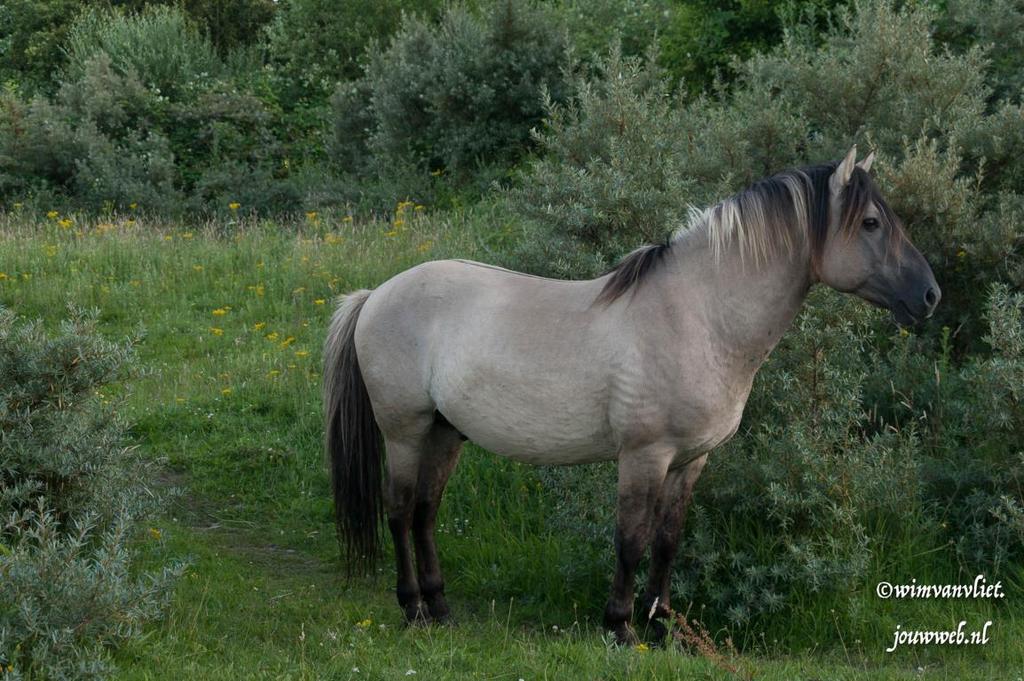 Het Konikpaard op de Landtong. De konik is van oorsprong een in Polen en Wit-Rusland in het wild of halfwild gehouden paardenras dat klein van stuk en heel sober is.