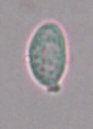 (7)8-12 x 5-6,5 µm, ellipsoïde tot ovoïde, amyloïde Gespen afwezig aanwezig Substraat op ro ende bladeren van Populus en Salix